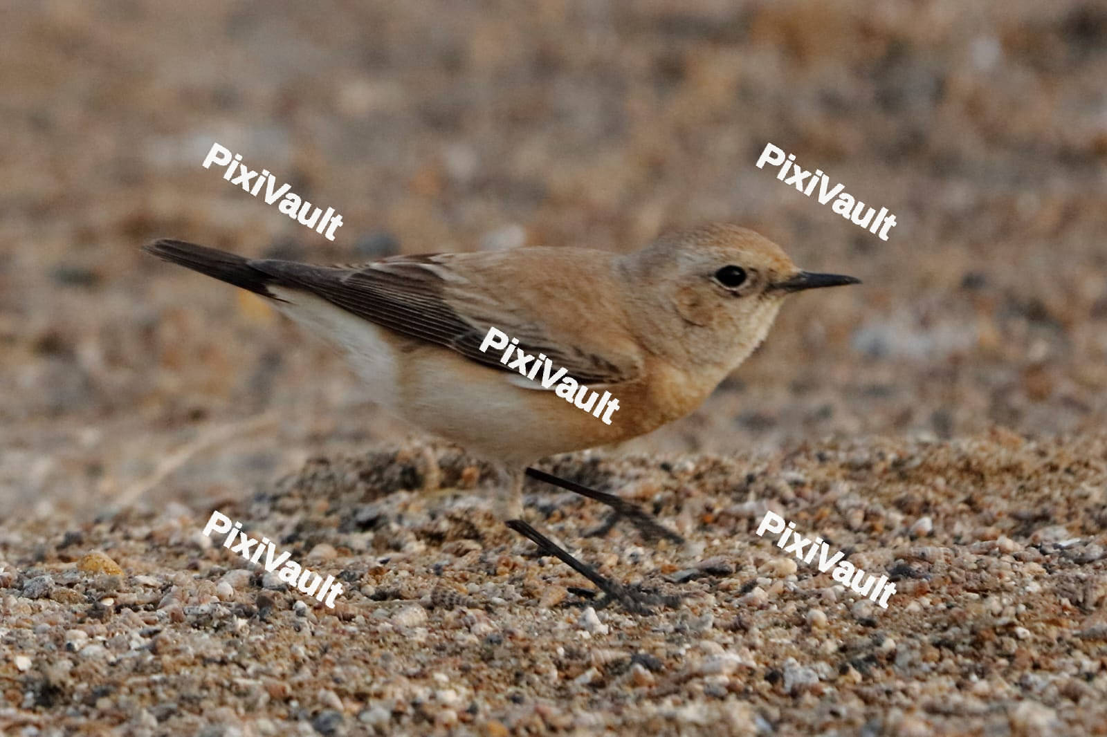 Bluethroat bird on the ground